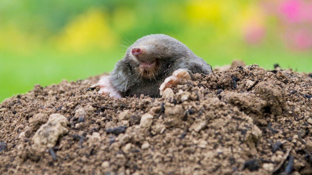 can-moles-ruin-house-foundation-constrexpert