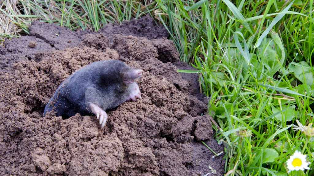 your-ultimate-guide-to-a-mole-free-green-haven-constrexpert